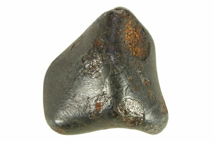 Fusion Crusted Sikhote-Alin Iron Meteorite ( g) - Russia #287866